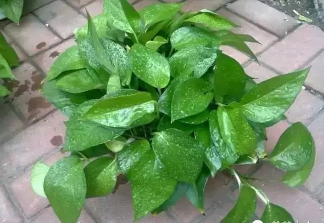 城市看春總未真 花鄉(xiāng)引得幸福來&mdash;&mdash;&ldquo;賞花經(jīng)濟(jì)