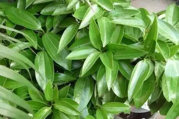 花卉焉了不要緊，這里有最全的補(bǔ)救措施