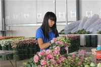 上半年云花產(chǎn)業(yè)優(yōu)勢(shì)凸顯