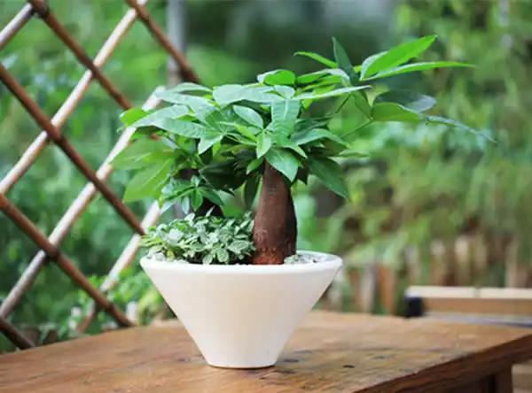 發(fā)財(cái)樹注意這5點(diǎn)，黃葉爛根都不怕！