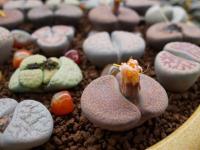 泉州種苗花卉熱銷海外