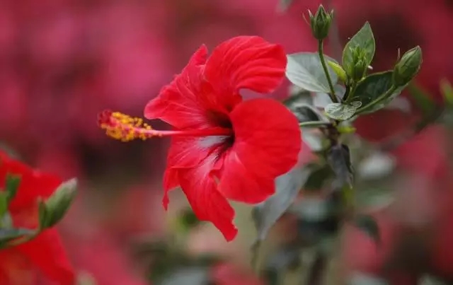 楊凌農(nóng)高會新設(shè)陜西花卉主題展