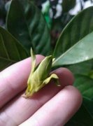 花苞掉了，趕緊這么做