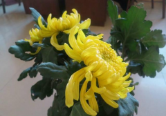 辦公室租擺花卉應該如何擺放？有哪些講究？