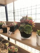 無土多肉試水新零售渠道