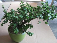 辦公室租擺的養(yǎng)玉樹養(yǎng)護知識你知道多少？