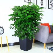 辦公室租擺的綠植幸福樹這么養(yǎng)，黃葉消失、還