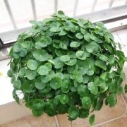 辦公室里租賃這些花卉賞心悅目、放松心情，業(yè)