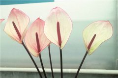 昆明安祖新品紅掌切花明年上市