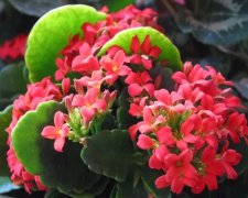 植株生長旺盛卻難見開花，原因肯定在這六個方