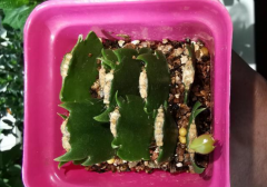 一個&ldquo;扦插花卉&rdquo;的小經(jīng)驗：不用生根粉、生根