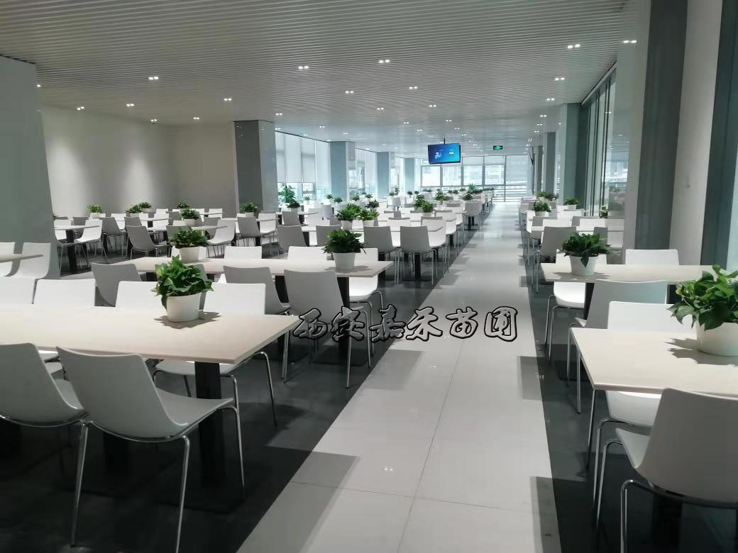 辦公室植物租擺選擇有講究，植物的正確擺放你