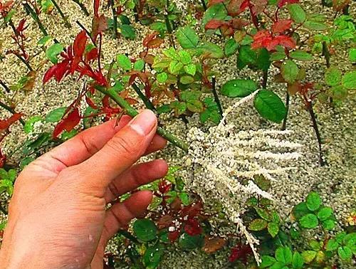 &ldquo;花中皇后 &rdquo;月季的詳細扦插方法