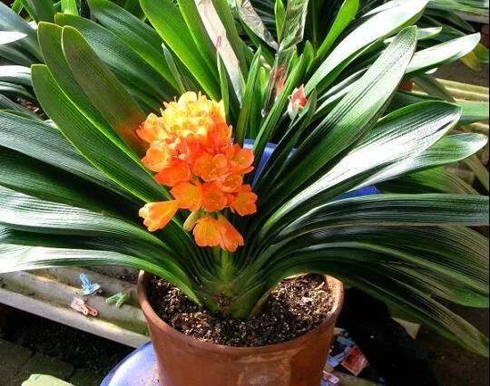 一直不生長的君子蘭，只做了這兩點，又重新開