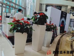 西安辦公場所綠植租賃信譽(yù)保證的公司