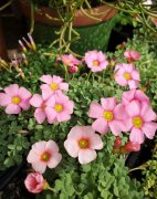 6款迷你小盆栽，桌上窗臺養(yǎng)一盆，精致小巧惹人