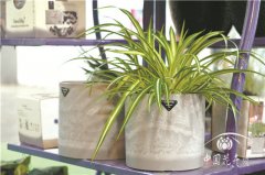 摔不爛的鈞瓷花盆進(jìn)軍國內(nèi)市場