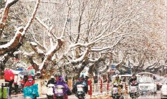 抓好冬護時機園林植物可全年健壯