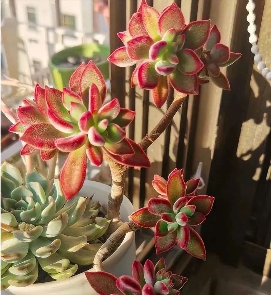 西安花卉綠植租賃桌擺|西安嘉禾苗圃