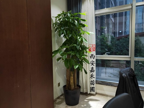 辦公室綠植擺放效果圖|西安嘉禾苗圃