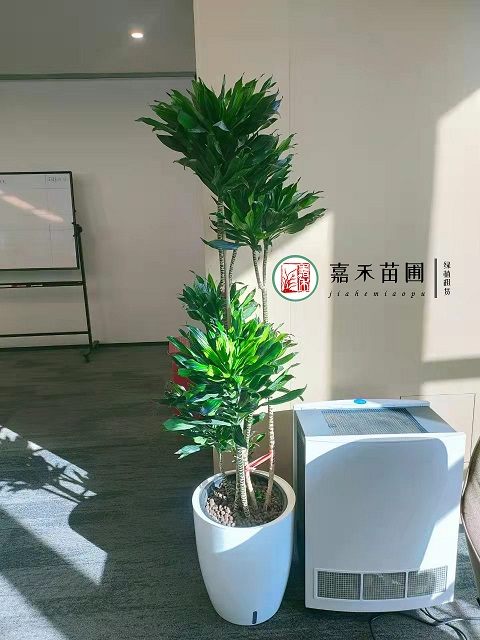 西安辦公室大型綠植租賃太陽神|西安嘉禾苗圃