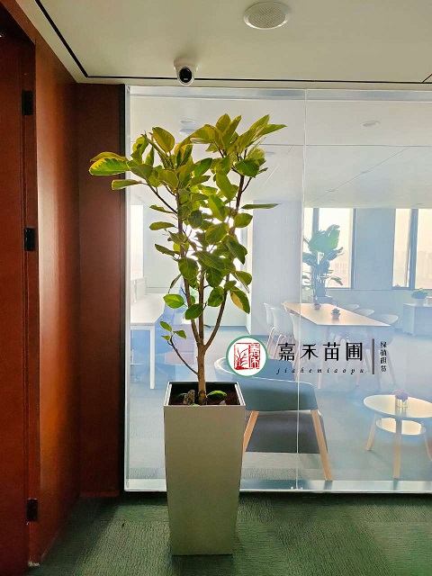 西安辦公室大型綠植租賃花葉富貴榕|西安嘉禾苗圃