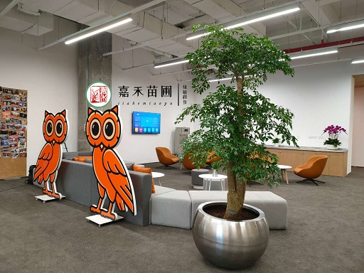 適合辦公室的大型綠植|西安辦公室綠植租賃