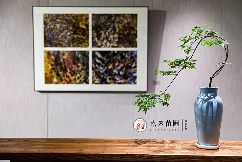 辦公室綠植養(yǎng)護(hù)收費(fèi)標(biāo)準(zhǔn)|西安嘉禾苗圃