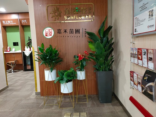 西安辦公室綠植花卉租擺方案