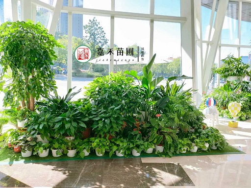 超級寫字樓辦公室高品質(zhì)花卉綠植租擺案例