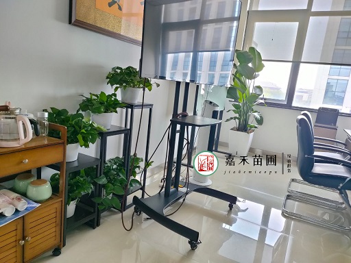 西安辦公室綠植租擺|西安嘉禾苗圃