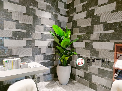 西安辦公室盆栽花卉租擺，凈化辦公室空氣好方法！