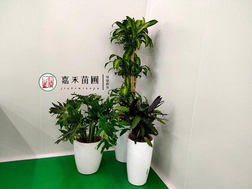 西安辦公室花卉租擺費(fèi)用|西安嘉禾苗圃