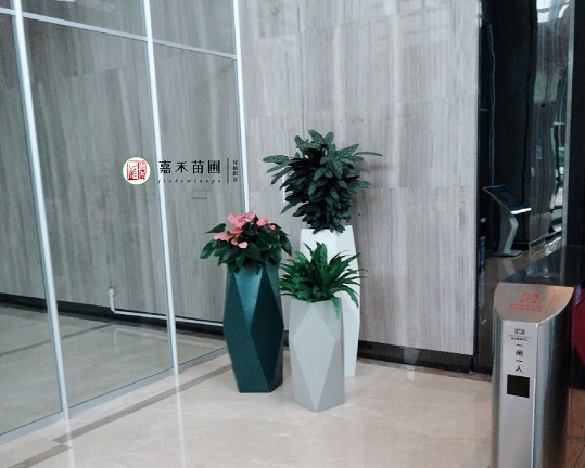 辦公室綠植花卉租賃風(fēng)水搭配