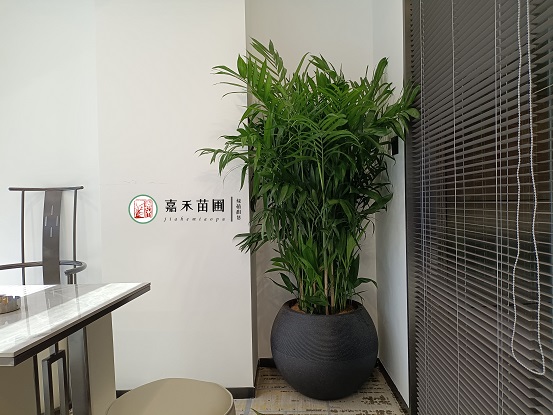 辦公室綠植花卉租擺|西安嘉禾苗圃