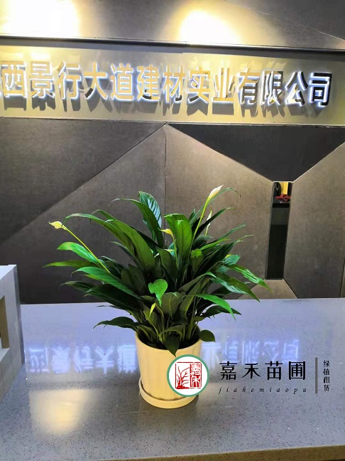 辦公室綠植租擺公司|西安嘉禾苗圃