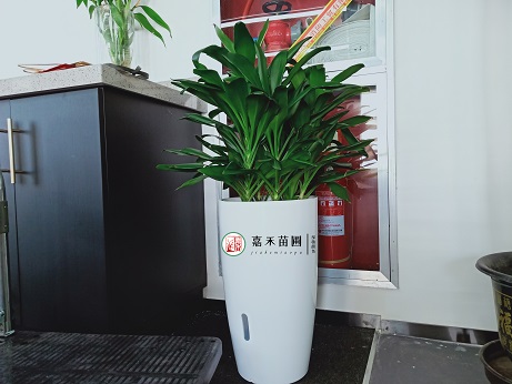 辦公室綠植租賃公司告訴你植物變黃的原因及養(yǎng)護建議。