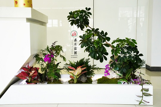 輕奢辦公室綠植租賃|西安嘉禾苗圃