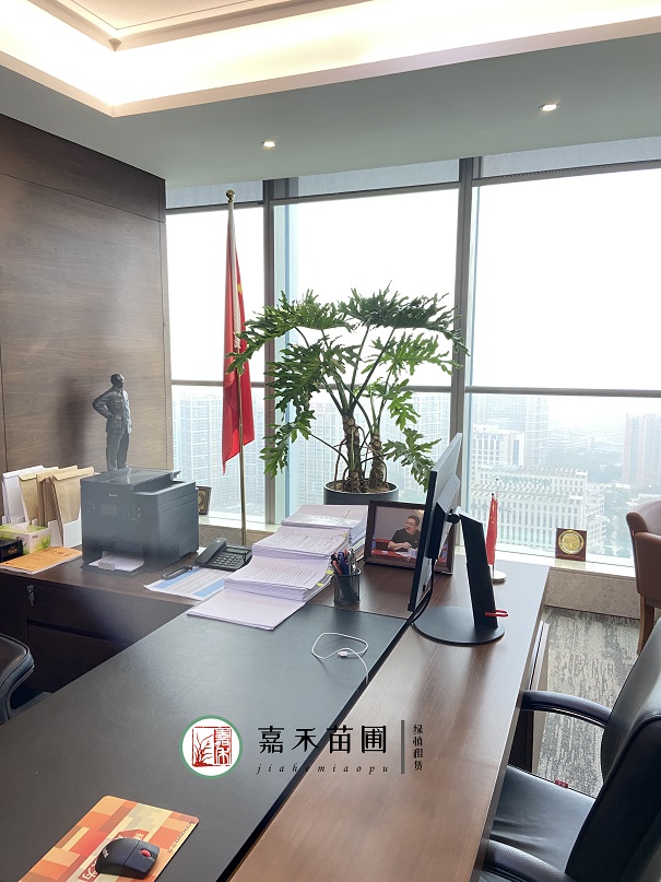 打破傳統(tǒng)綠植租賃|西安嘉禾苗圃