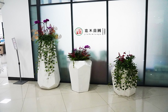 辦公室綠植租賃的招財植物有哪些？