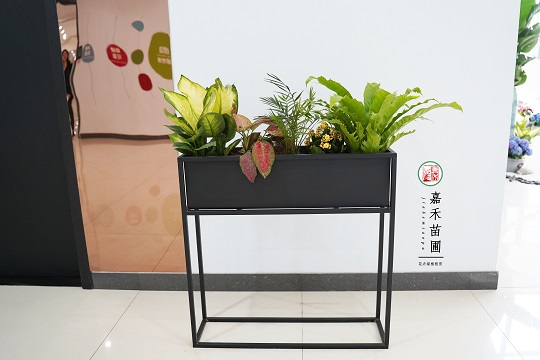 西安綠植租賃效果圖制作。