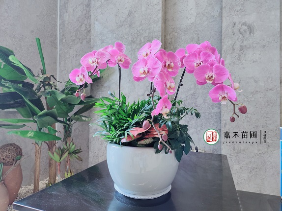 西安辦公室綠植租賃擺放能有效提高工作效率！