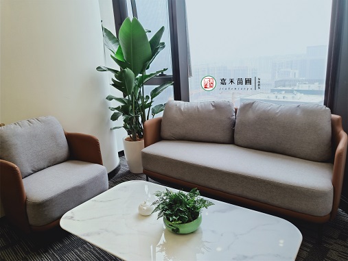 西安辦公室花卉綠植租賃電話|15202909185