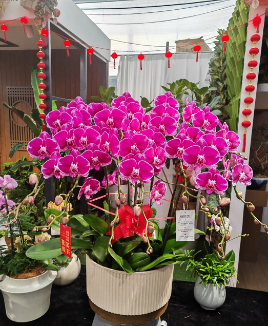 西安租賃花卉年宵花|西安嘉禾苗圃