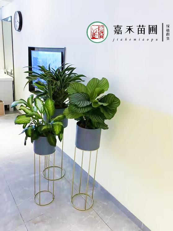 西安綠植租賃公司|西安嘉禾苗圃