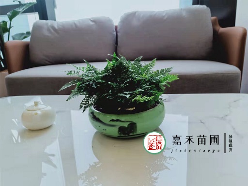 西安辦公室的花卉租擺|西安嘉禾苗圃