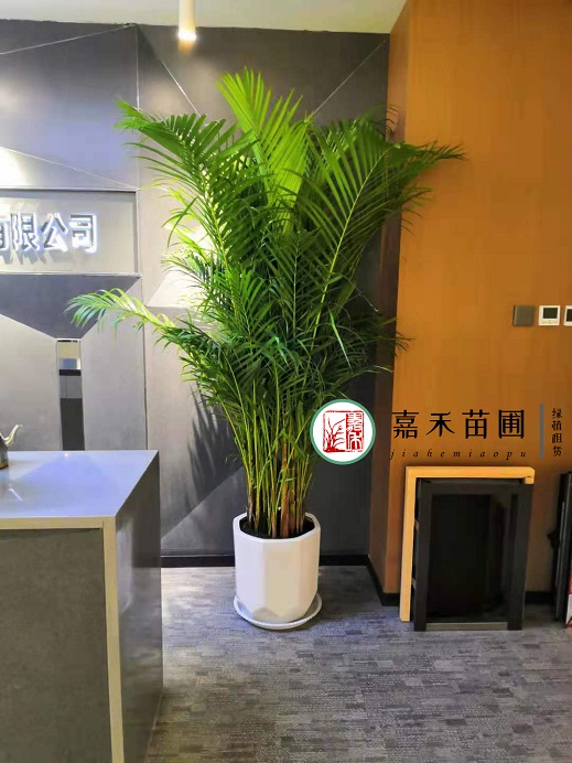 西安辦公室的花卉租賃|西安嘉禾苗圃