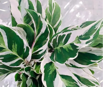 西安綠植租賃推薦|白油畫竹芋的養(yǎng)護方法和注意事項