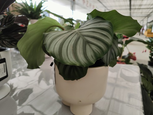 西安花卉租擺養(yǎng)護換盆|西安嘉禾苗圃