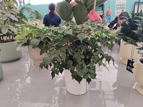 西安花卉租擺養(yǎng)護換盆|西安嘉禾苗圃